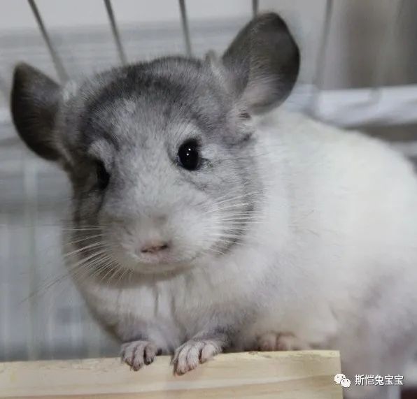 将龙猫毁容的，居然是这个家伙(图5)