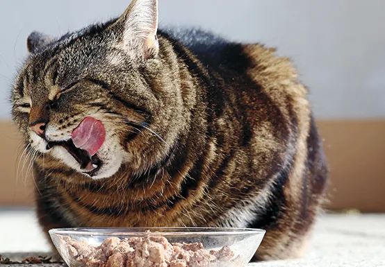 如此喂食不是爱猫是害猫，三分之一猫咪受害！钟南山也不这样喂(图13)