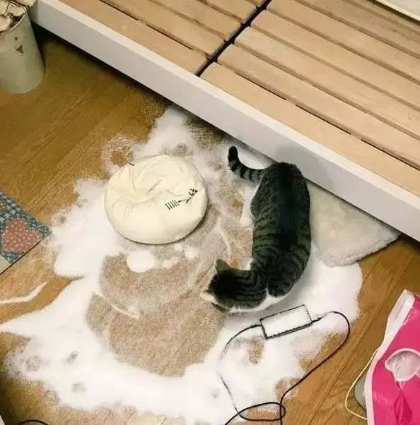 猫咪拆家搞破坏，可能因为想你了！(图4)