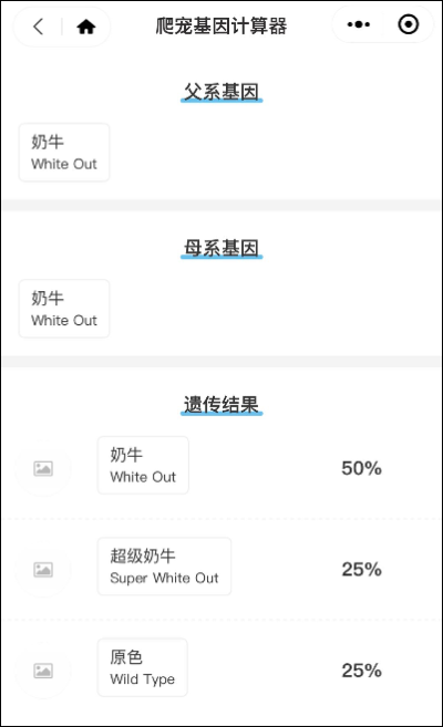 墨西哥网友意外孵化的超级奶牛，延续着肥尾守宫难逃的致命魔咒！(图1)