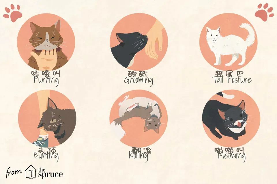 猫咪去世三年后，我才发现它也非常爱我！别错过这些猫咪爱的表示(图5)