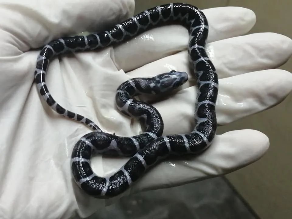 无鳞玉米蛇和洪都拉斯奶蛇杂交基因全解析！(图1)