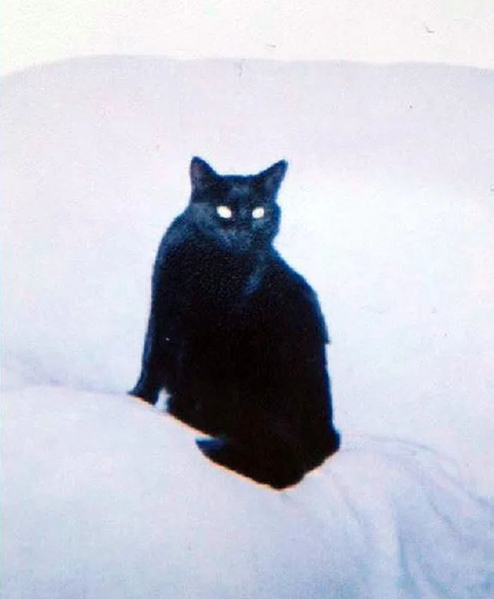 黑猫吃2元一斤渣粮后褪色成灰猫！?；ぶ髯用】敌枰饷醋?图6)