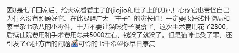 网友出差半个月，猫咪独自在家死亡！留8斤猫粮害死了银渐层(图10)