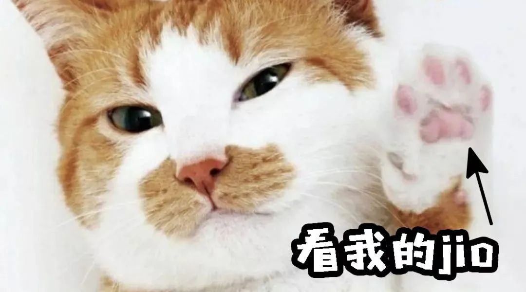 你家猫咪小肉垫是啥色？不仅萌还有这些秘密！按摩脚底让喵更健康(图1)