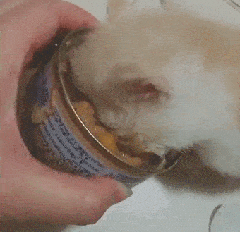 一生只吃干粮的猫是悲惨的！膨化粮加工揭秘，这样喂猫才正确(图6)
