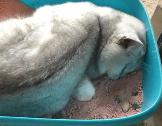 网友出差半个月，猫咪独自在家死亡！留8斤猫粮害死了银渐层(图3)