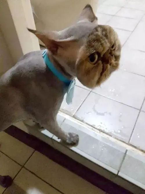 为猫咪刮毛可能害了猫，有喵因此抑郁！37度高温来袭如何?；っ?图6)