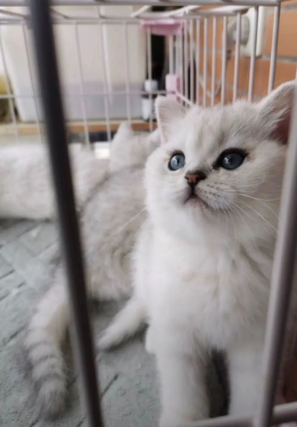 主人全家住院，母猫独自在家40天生一窝奶猫！猫真不会感染新冠(图3)