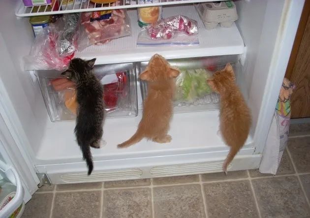 猫粮是否要放冰箱？这几件事没做好，猫粮易生虫甚至致癌(图11)