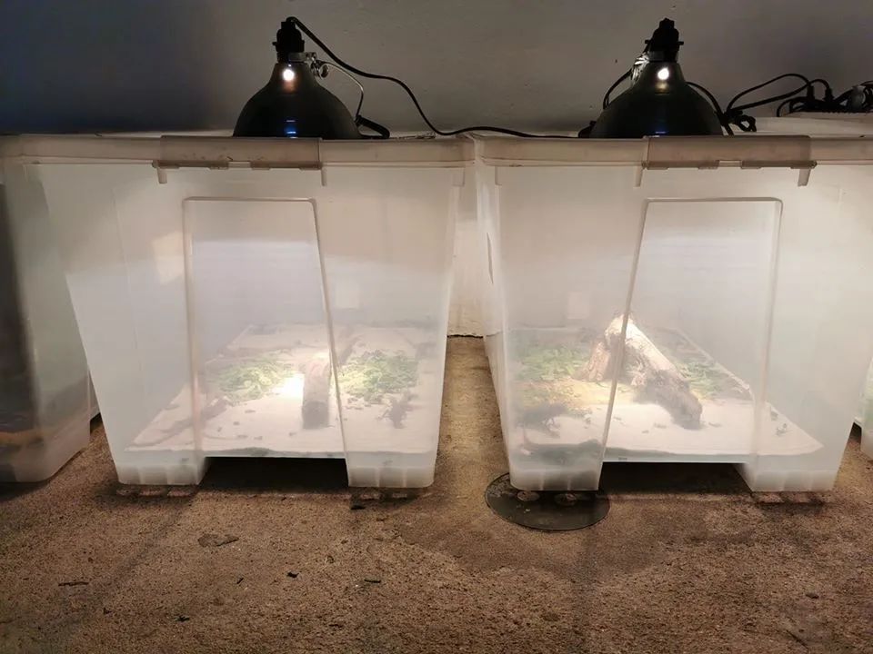 这种被称为“灭霸”的紫灰体色绿鬣蜥，到底是新基因还是新品系？(图48)