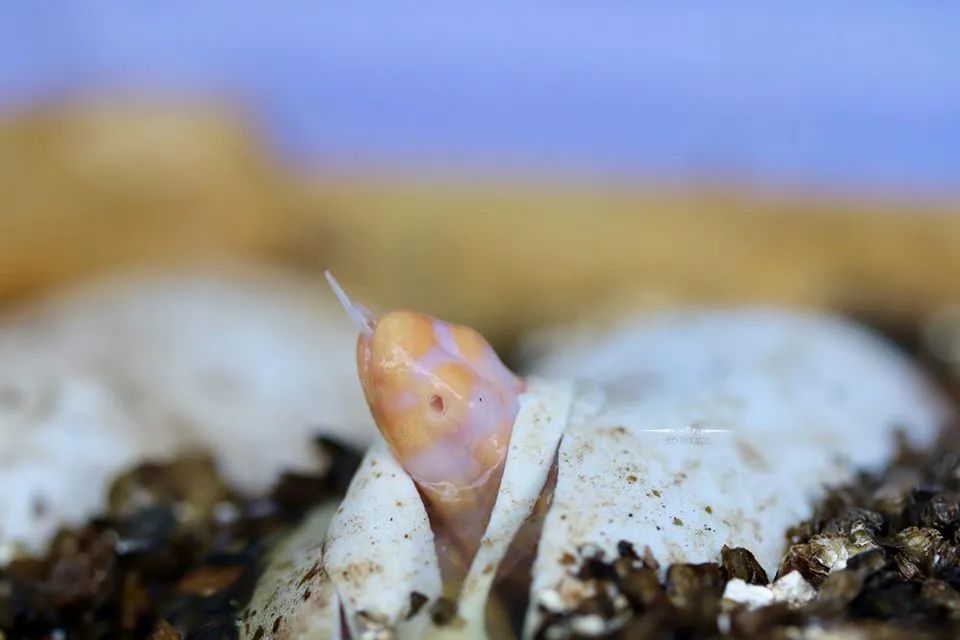 全球首例！人工孵化白化泽巨蜥，绝对是你难以抗拒的网红“美味”！(图4)