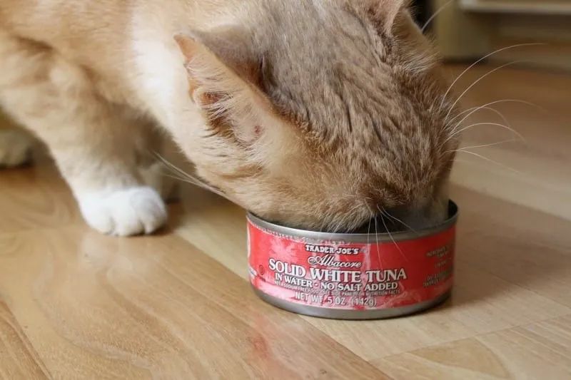 猫罐必须这样喂！开罐超过这时间别再吃，喂食小猫更要讲究(图1)