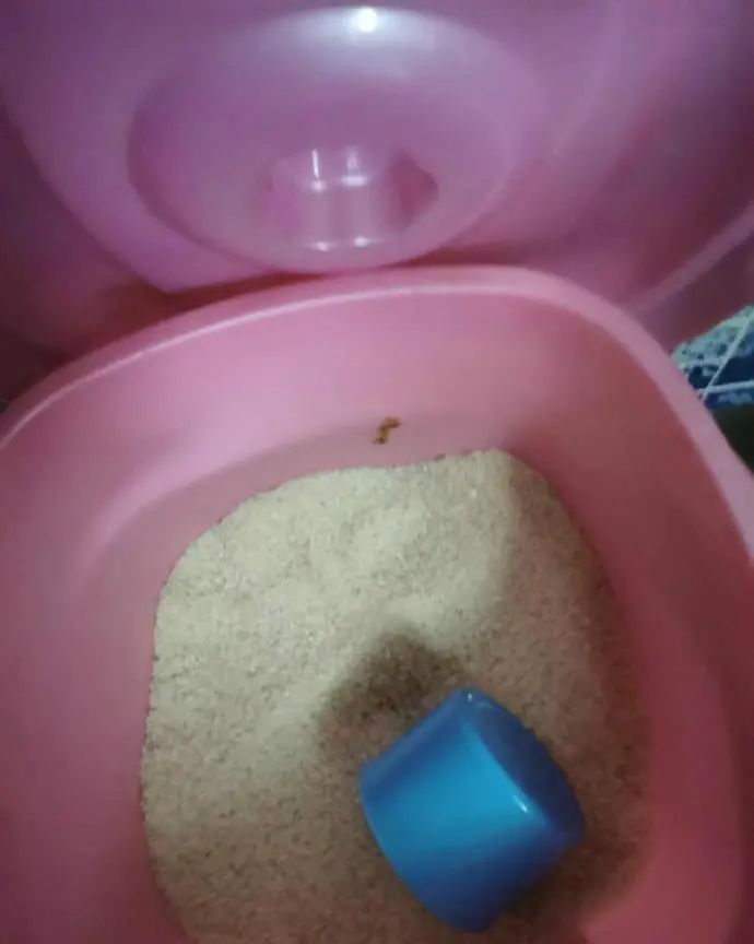 猫咪把米桶当猫砂盆，埋得太深几天后才发现！怎样教育做坏事的猫(图2)
