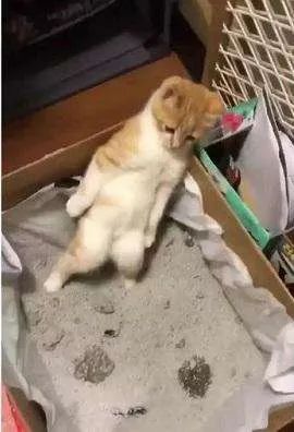 猫砂选不对，猫咪健康受损害！做好这件事避免猫膀胱发炎(图1)