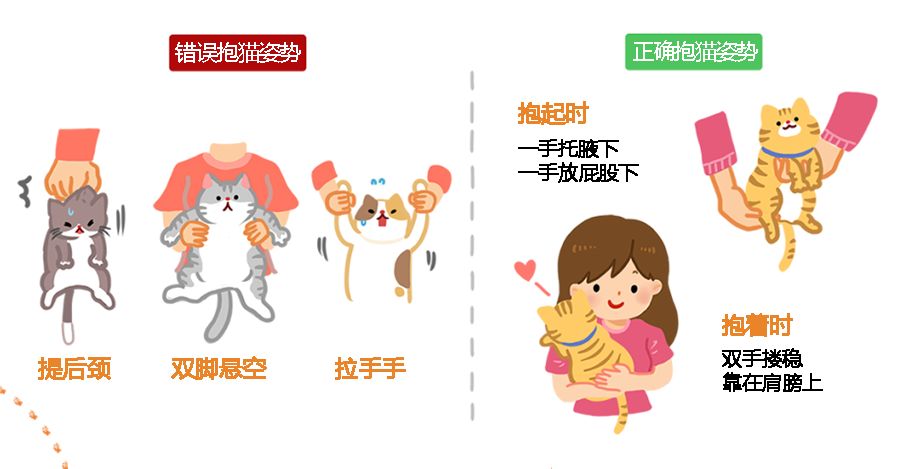 向猫说「我爱你」的正确方式！真爱猫就别让他只吃猫粮(图4)