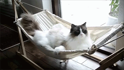 布偶两年没洗澡猫毛打结半斤重，被主人抛弃！养长毛猫做好这些事(图9)