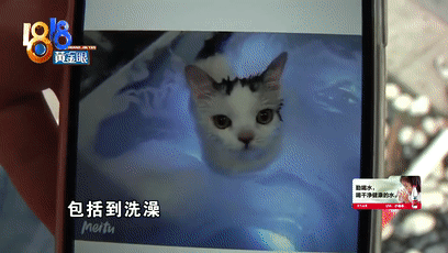 猫咪洗澡后这一步骤完全没必要！又有几只猫接连因此不幸死亡(图5)