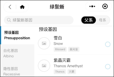 这种被称为“灭霸”的紫灰体色绿鬣蜥，到底是新基因还是新品系？(图1)