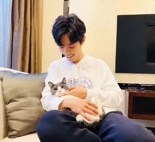 肖战代言李宁，直播间却被猫咪吃罐头抢镜！新疆棉花也不如它软萌(图8)