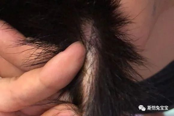 养了多年的雪貂，这么长出了老鼠的尾巴(图1)