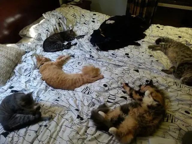 最新研究!冬天跟狗或猫一起睡,比与人同床共眠好处更大(图7) 最新研究!冬天跟狗或猫一起睡,比与人同床共眠好处更大(图7)