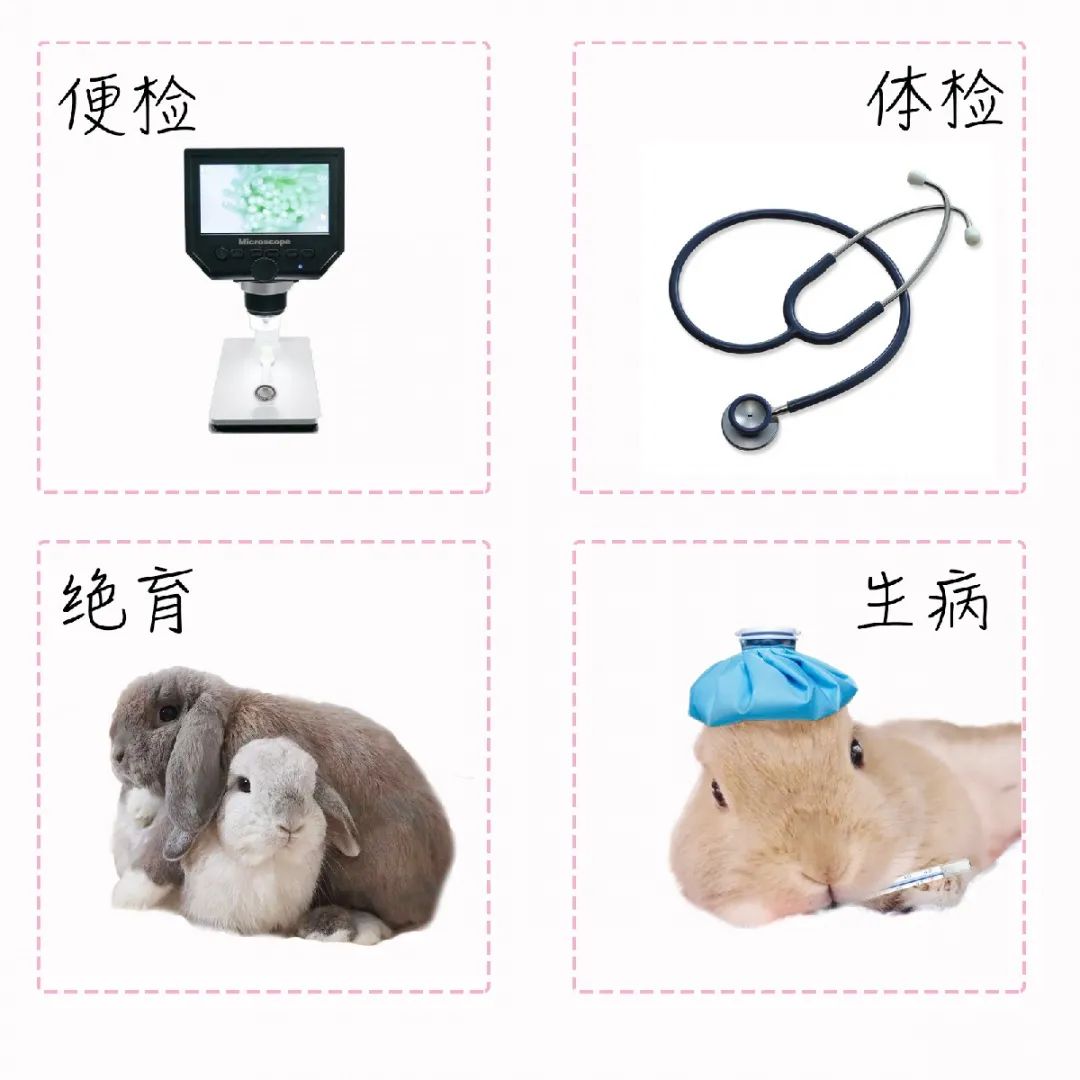 若你内心不够强大，千万不要去养兔子(图14)
