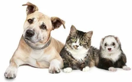 全国多地狂犬病疫苗缺货！脚有伤口踩到猫屎，要打疫苗吗？(图9)