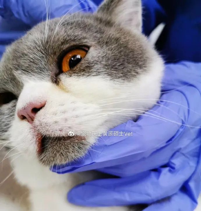 洗衣机又杀死了一只猫！养猫家庭洗衣服前，有件事不能偷懒(图3)