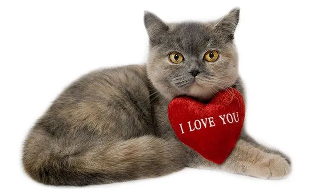 猫这10个动作是在说「我爱你」！爱猫咪，你就必须做好三件事(图16)