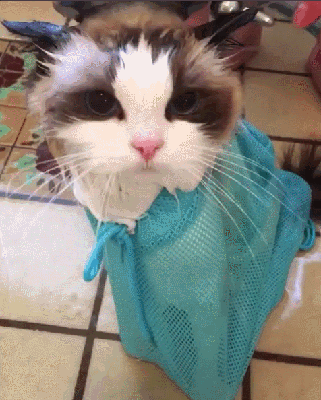 布偶两年没洗澡猫毛打结半斤重，被主人抛弃！养长毛猫做好这些事(图7)