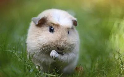 快听！你家荷兰猪在跟你说话(图4)
