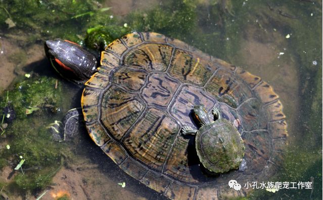 巴西龟，红耳龟全解析(图8)