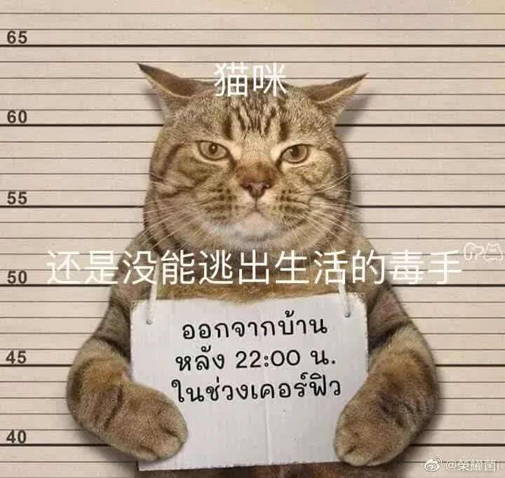 猫咪深夜外出被捕后拍照成网红！这么做，竟能让猫多活10年(图8)
