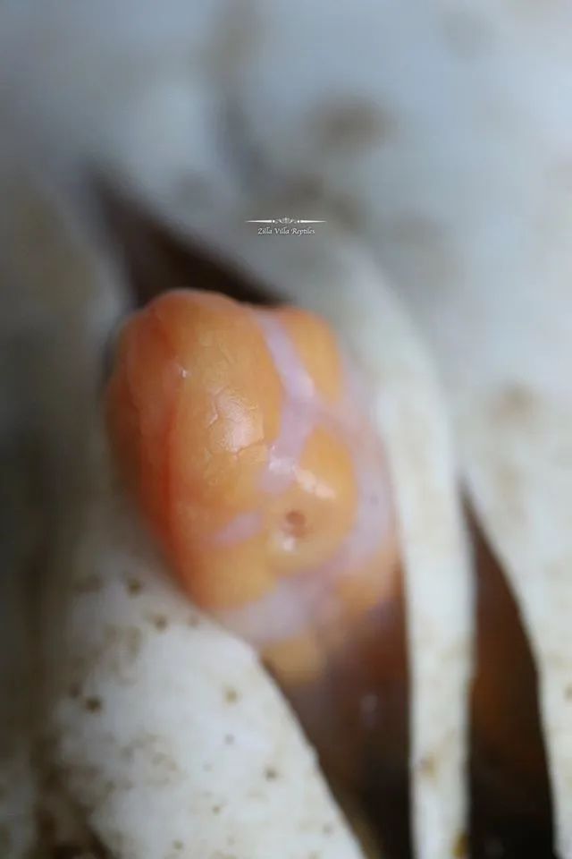 全球首例！人工孵化白化泽巨蜥，绝对是你难以抗拒的网红“美味”！(图9)