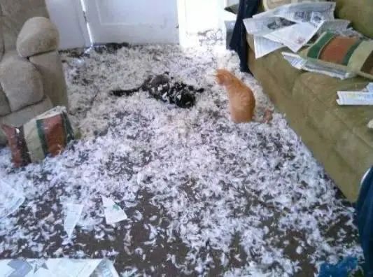 猫咪拆家搞破坏，可能因为想你了！(图12)