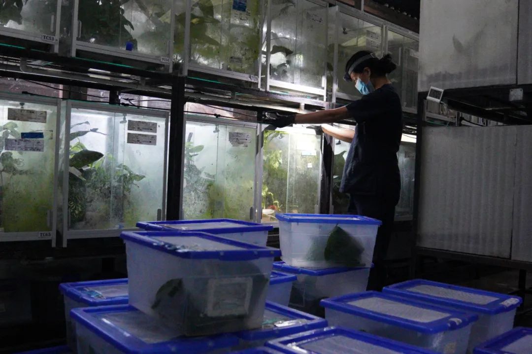 哥伦比亚人工繁育的箭毒蛙，成功“劝退”野生盗猎者！(图3)