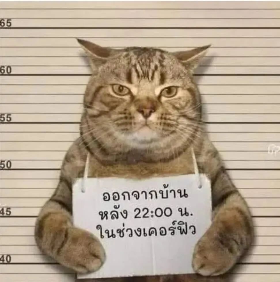 猫咪深夜外出被捕后拍照成网红！这么做，竟能让猫多活10年(图2)