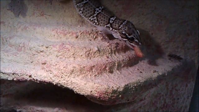史上最全的守宫捕食视频，可能很多还是你从未见过的守宫 | 趣味爬宠(图13)