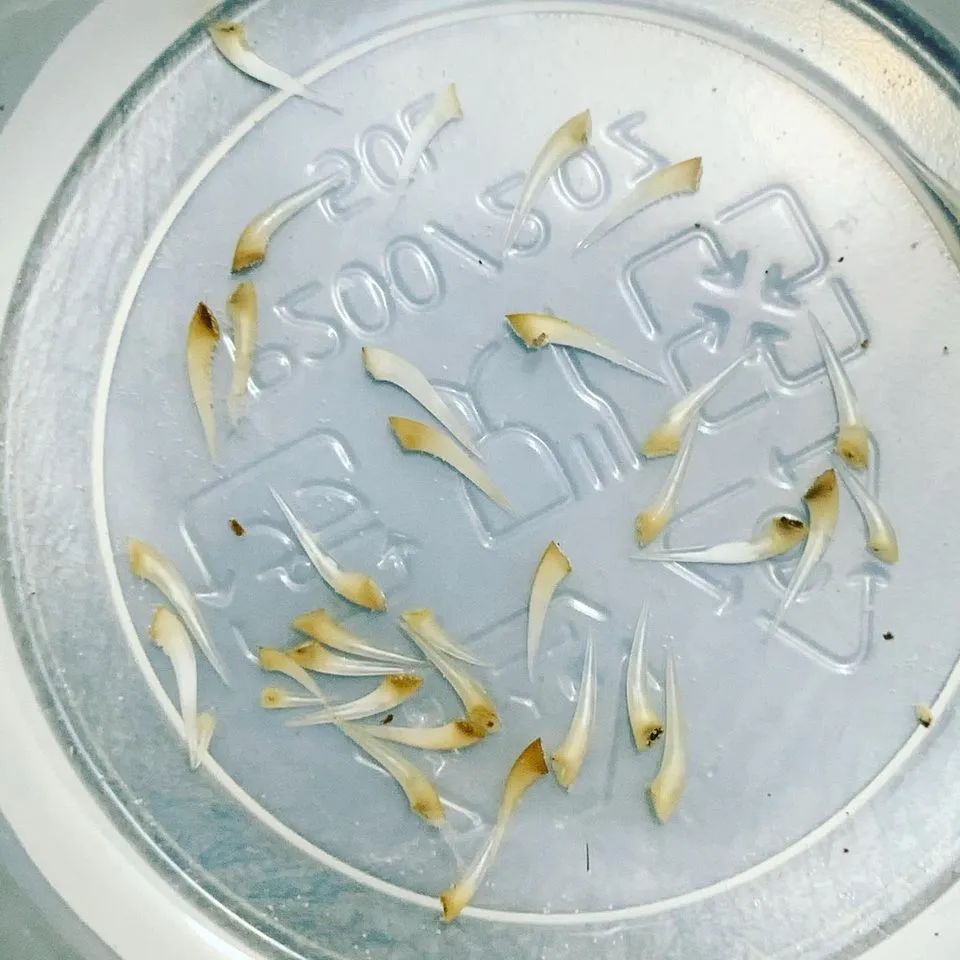 被宠物蛇咬住不放的四条建议！(图13)