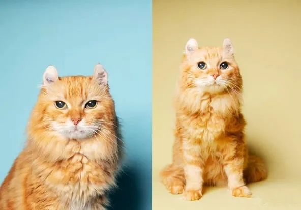 20岁老猫依然萌如小奶猫！保持猫咪童颜的秘诀只是简单一件事(图5)