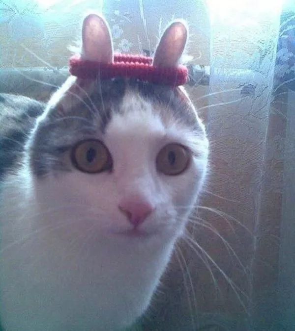 猫咪听到猫粮掉落声一秒就到现??！为何你叫他却怎么都不理(图12)