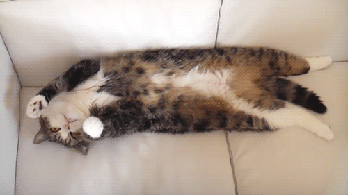 猫粮存储不对，再好的粮也可能变渣粮！来看看你放对了吗？(图6)