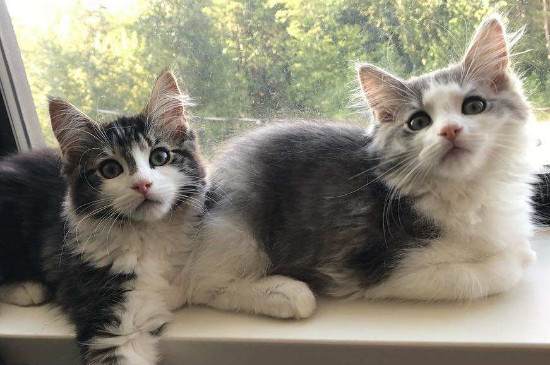 猫挑食怎样办，改正猫咪挑食的方式