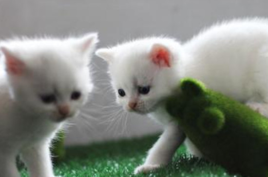 奶猫怎样养，奶猫的豢养方式