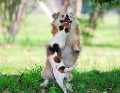 犬患眼病要小心护理(图1)