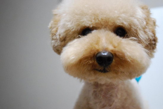 二三个月的泰迪怎样练习 泰迪犬练习教程详解1