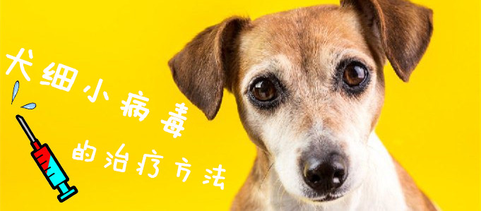 犬渺小病毒的调节方式