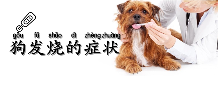 狗发热的症候