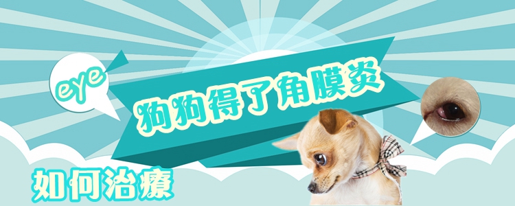 狗狗得了角膜炎怎么样调节